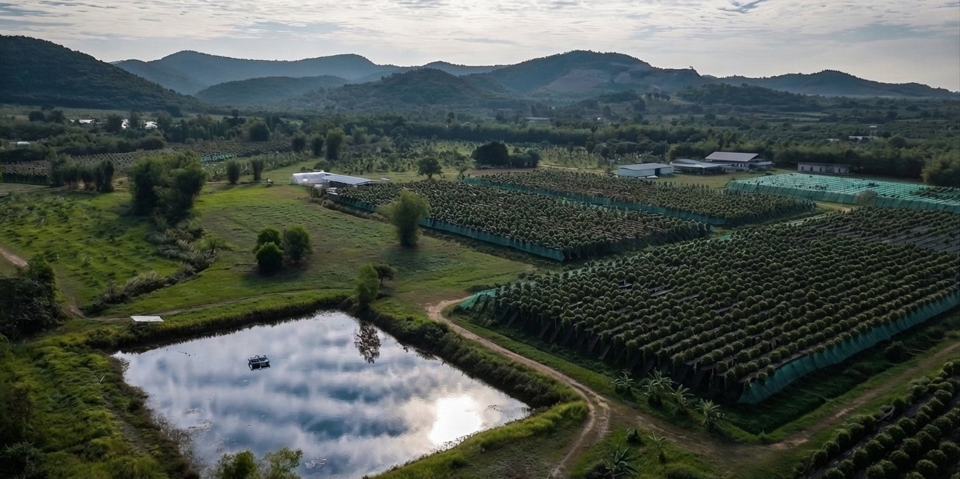 Pepper Terroir, Explained