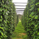 Peppercorns - Debut Blend