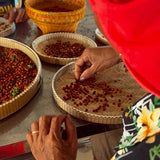 Peppercorns - Debut Blend