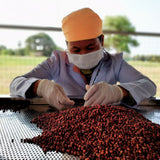 Peppercorns - Debut Blend